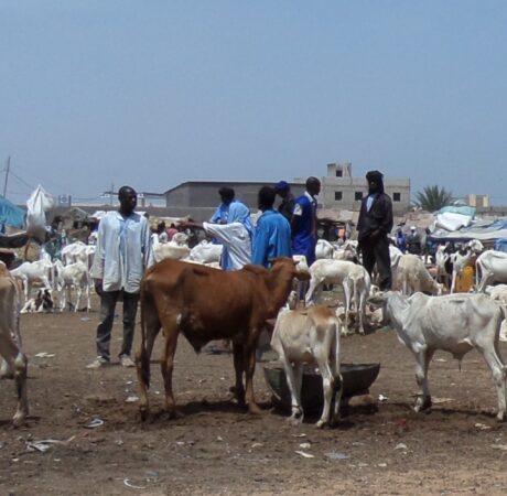 Etude de faisabilité pour la production de viande en Mauritanie